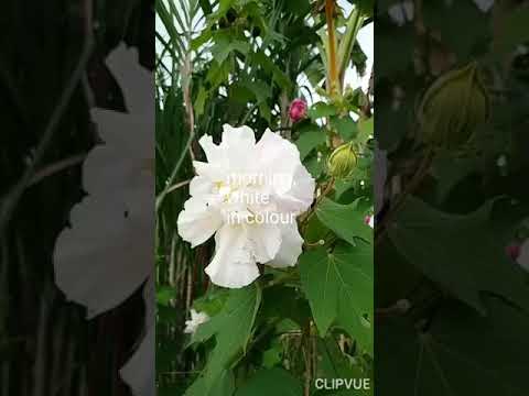 cotton rose/dixie rosemallow/baru landak.magic flower