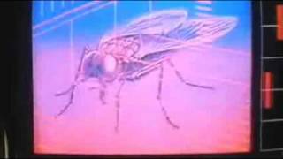 The Fly Wire Trailer