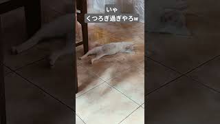 #猫　#白猫　#インドネシア　#バリ島　#寝てる　#家