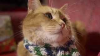 A GIFT FROM BOB - James Bowen and Street Cat Bob's Christmas message - Hodder & Stoughton