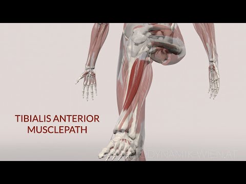 Tibialis Anterior Musclepath (3DAnimation)