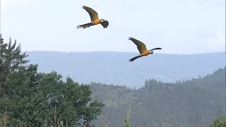 Ралли попугаев - часть 2 - день свободных полетов