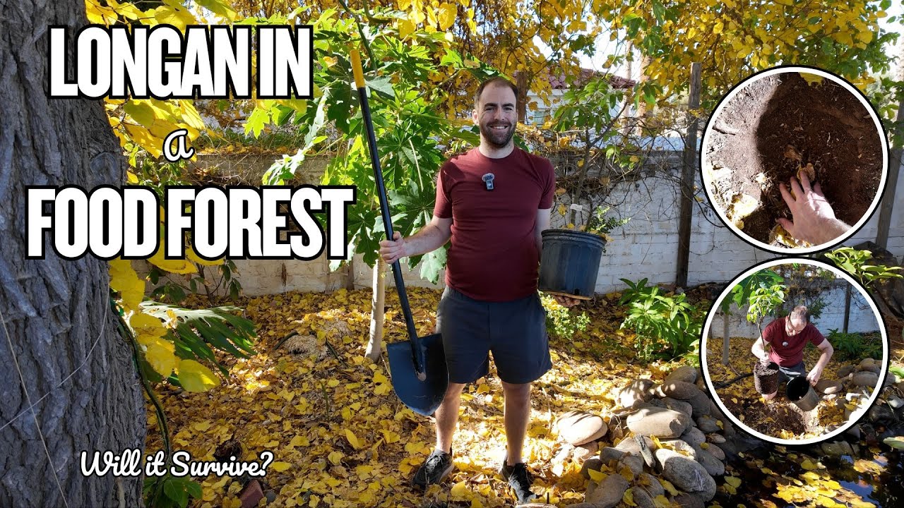 Starting a longan tree in a Phoenix food forest
