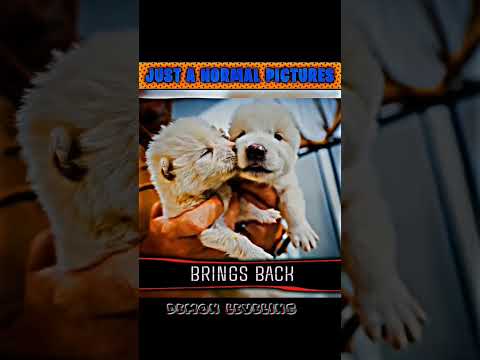 just a normal picture pet #trending #shorts