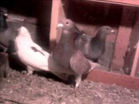 Porumbeii lui cristi coconel din gheraseni