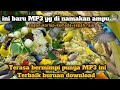 Suara Pikat Burung Kecil Ampuh Sedunia Buruan Pakai MP3 Ini