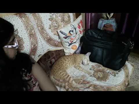 Sleeping cat with human being .