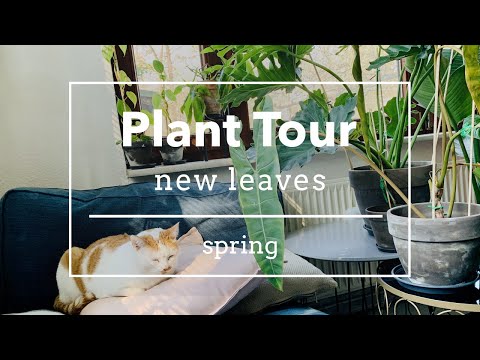 spring leaves house plant tour