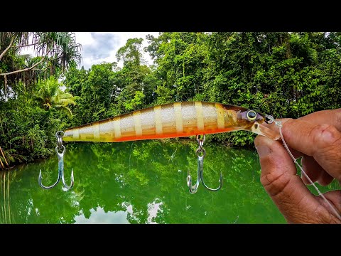 Exploring PNG’s UNTAMED Wilderness - Baia Lodge Day 2