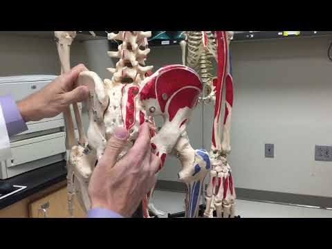 Gluteus Maximus Muscle - Origin, Insertion, & Action