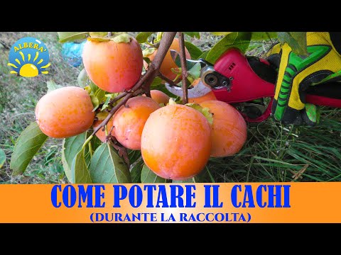 POTARE IL CACHI DURANTE LA RACCOLTA (PARTE DELLA POTATURA DI PRODUZIONE)