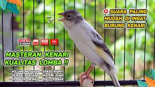 Download lagu Kenari GACOR NGEREK‼️ Masteran Kenari PAUD dan Pancingan Kenari MACET BUNYI dan Betina NGIWIR - 284 mp3