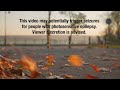 Adult Swim Seizure Warning Close Up Shot Of Autumn Leaves Blowing Against The Wind FANMADE