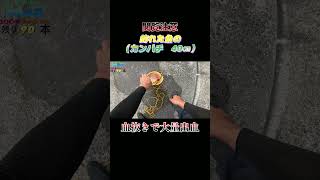 【閲覧注意】魚（カンパチ　40センチ）の血抜きで大量出血！#shorts #釣り #ショアジギング