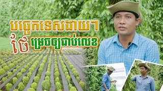 ដាំម្រេចមិនងាយស្រួល រិតតែមិនងាយទៀតគឺថែម្រេចឲ្យជាប់លេខល្អទាំងក្នុងនិងក្រៅប្រទេស