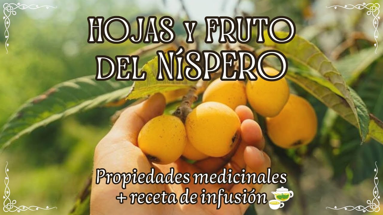 HOJAS DE NISPERO, medicina herbal con muchos beneficios para tu salud