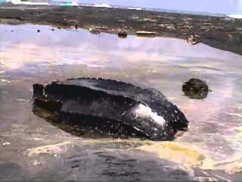 Video thumbnail — Poached Nesting Leatherback Dominica