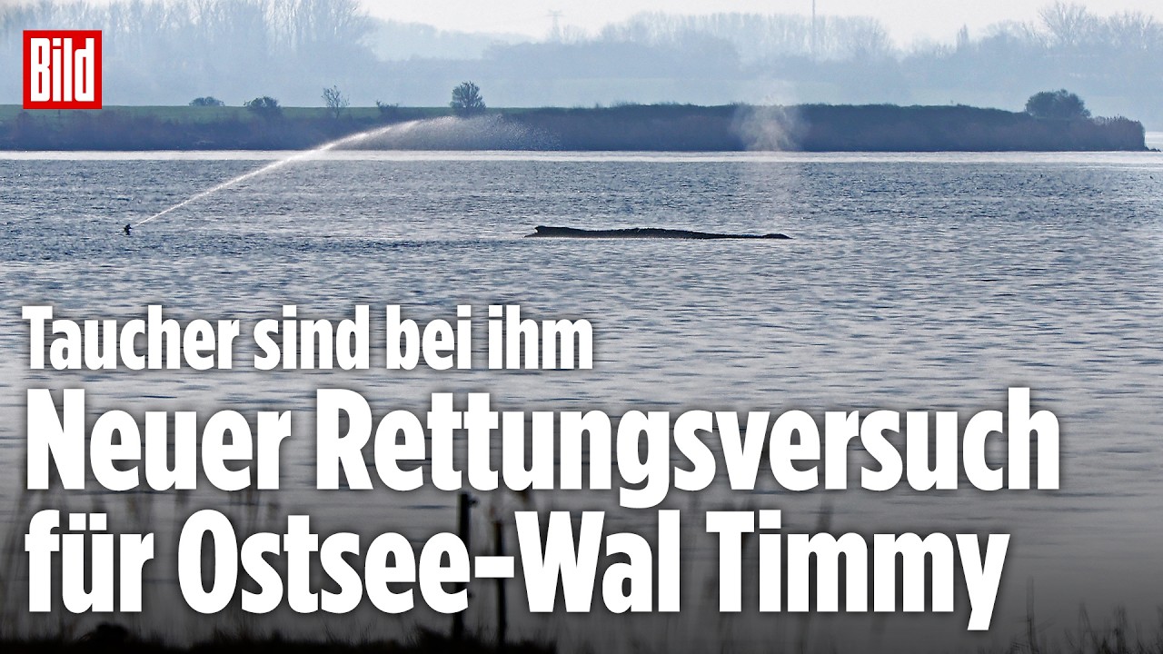 🔴 OSTSEE-WAL: Heute soll Timmy mit Luftkissen gerettet werden | BILD LIVE