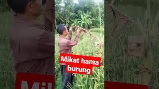 Download lagu Mengatasi hama burung emprit #Mikat #shorts mp3