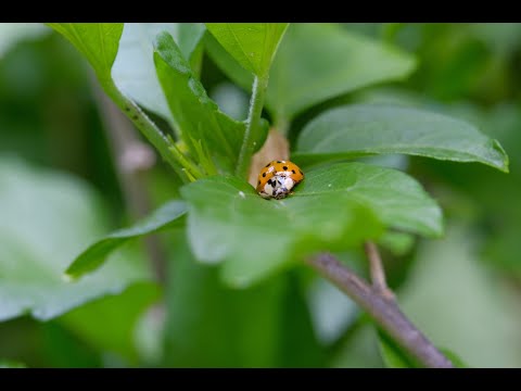 Details der Natur ohne teueres Makroobjektiv aufnehmen? Wie das geht, erfährst Du hier!