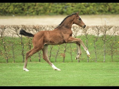 Nr. 5 | Stutfohlen v. Cascadello I - Heraldik xx