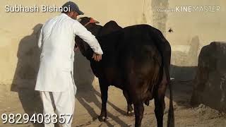 preview picture of video '(135) *Z*Black Kapila cow sell no caff '