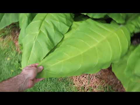 Curing my Home Grown Virginia Tobacco