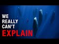 Nothing About Sperm Whales Is Normal Here S Why