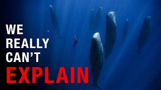 Nothing About Sperm Whales Is Normal… Here’s Why