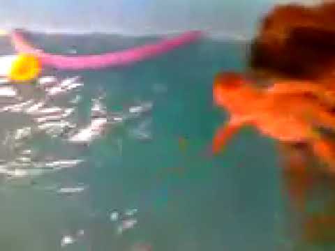 Fabio no Sítio Primavera em Soledade de Minas-MG