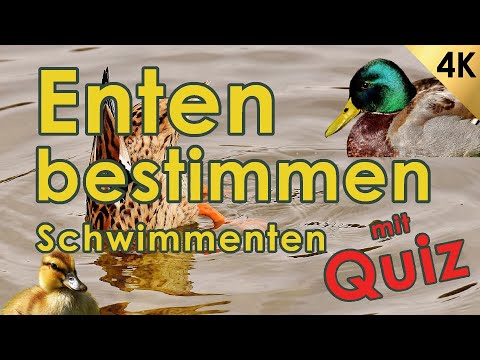 Schwimmenten bestimmen - Jägerprüfung & Jagdschein (Enten - Federwild IV)