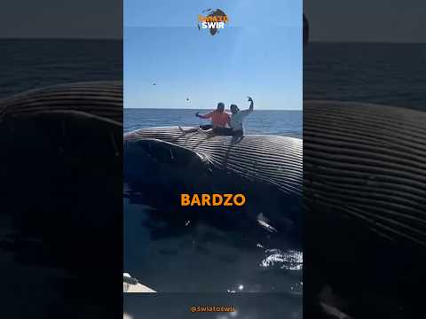 Nigdy nie chodź po martwym wielorybie😳