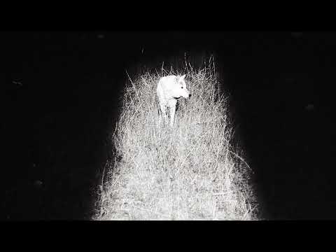 Video thumbnail for Nocturnal