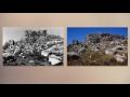 Then and now: documenting the collapse of South Africa’s iconic evergreen tree