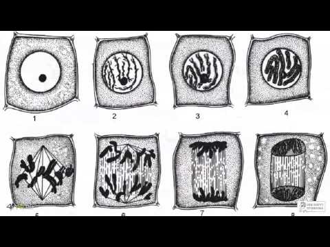 YII framework - знакомство. Бесплатный курс PHP (24 урока) - модуль 3, урок 1