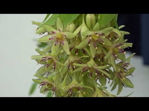 Växthus och Trädgård 2018 del 12 - Tropiska växthuset