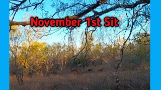 NOVEMBER South Texas Morning Hunt. 1st sit of the year