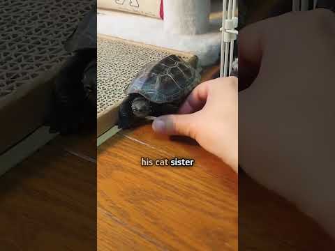 A turtle on a skateboard