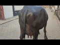 Arti Ki 4th Milking