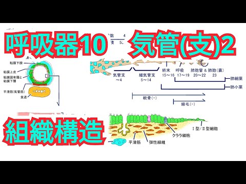 新生気管症について詳しく解説