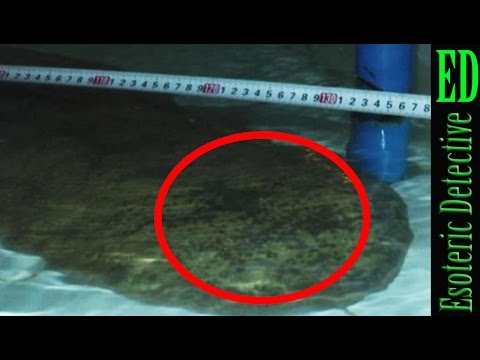 Rare 200 year old GIANT SALAMANDER discovered in remote cave in China