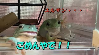 【一触即発！？】カエル兄弟にご飯あげたら・・・