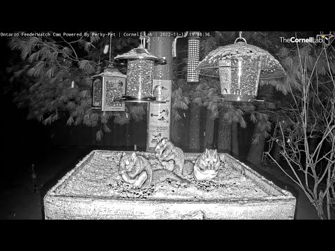 Three Flying Squirrels Nibble Seeds On Snowy Feeder – Nov. 14, 2022