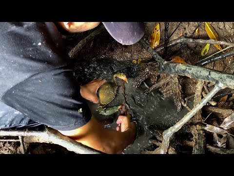 Action Catching Crab by Hand   Get Lots of Big Crab