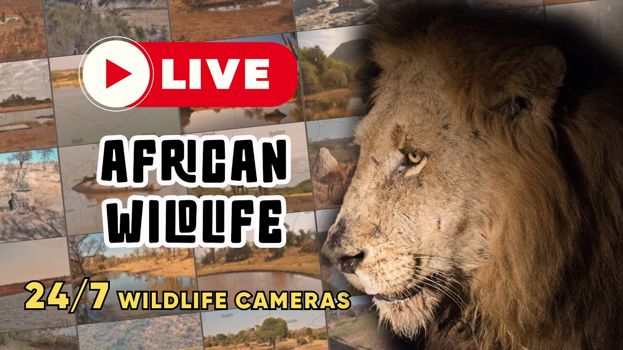 Wild Africa Live — Multi-Camera Watering Hole