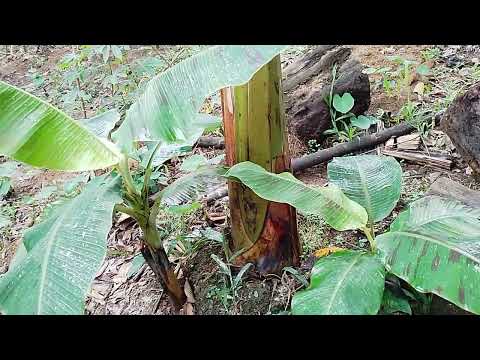 tipo de colinos de plátano, hijo de agua, hijo tipo espada e hijo de fondo, cultivo de platano