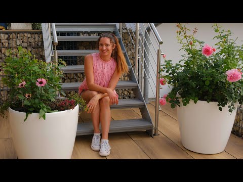 Rosen in Töpfen - Alles über Kübelbepflanzung