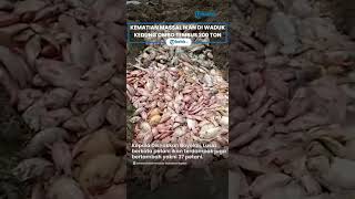 Berita Solo Hari Ini: Kematian Massal Ikan di Waduk Kedung Ombo Tembus 200 Ton