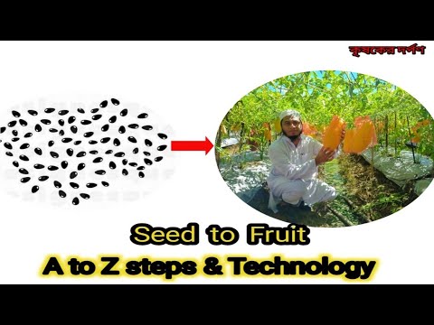 বারো মাস তরমুজ চাষ পদ্ধতি