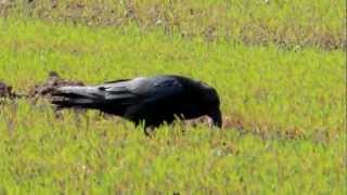 preview picture of video 'Kolkrabe - Raven - Nikon Coolpix P510 Giant zoom'